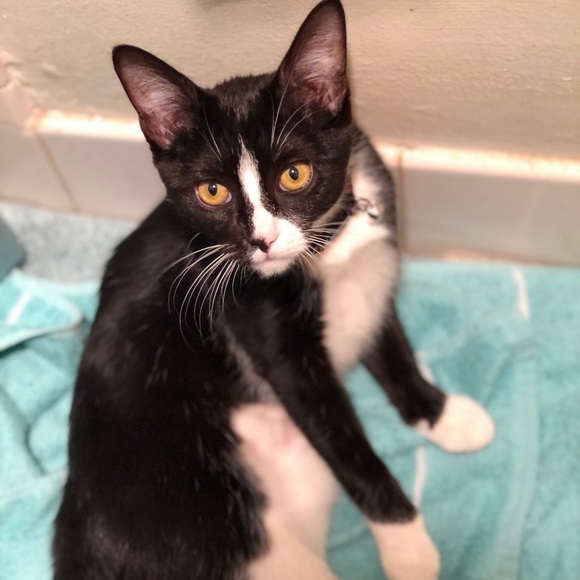 •MEET YOUR POSHER• - Picture 2 of 2